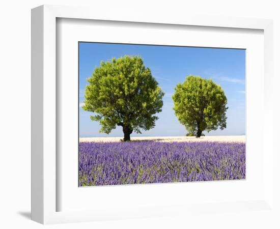 Two Trees in a Lavender Field, Provence, France-Nadia Isakova-Framed Photographic Print