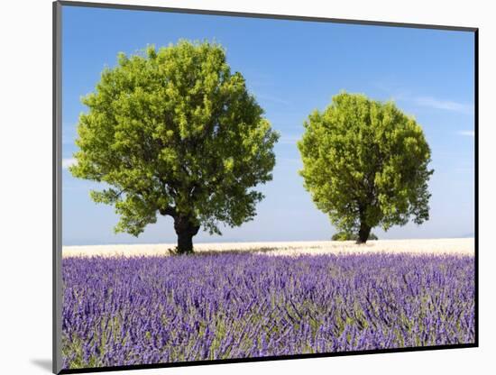 Two Trees in a Lavender Field, Provence, France-Nadia Isakova-Mounted Photographic Print