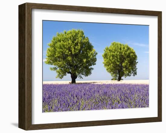 Two Trees in a Lavender Field, Provence, France-Nadia Isakova-Framed Photographic Print