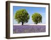 Two Trees in a Lavender Field, Provence, France-Nadia Isakova-Framed Photographic Print