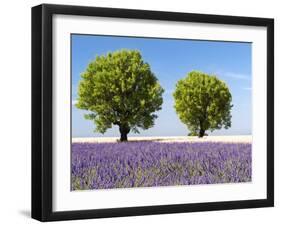 Two Trees in a Lavender Field, Provence, France-Nadia Isakova-Framed Photographic Print