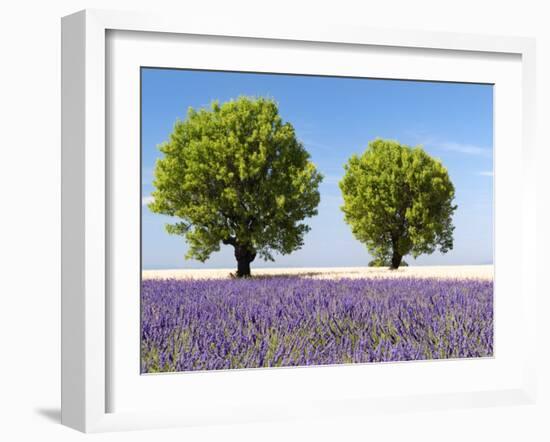 Two Trees in a Lavender Field, Provence, France-Nadia Isakova-Framed Photographic Print