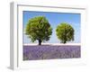 Two Trees in a Lavender Field, Provence, France-Nadia Isakova-Framed Photographic Print