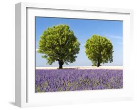 Two Trees in a Lavender Field, Provence, France-Nadia Isakova-Framed Photographic Print