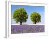 Two Trees in a Lavender Field, Provence, France-Nadia Isakova-Framed Photographic Print