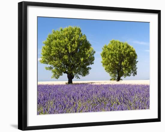 Two Trees in a Lavender Field, Provence, France-Nadia Isakova-Framed Photographic Print