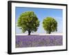 Two Trees in a Lavender Field, Provence, France-Nadia Isakova-Framed Photographic Print