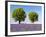 Two Trees in a Lavender Field, Provence, France-Nadia Isakova-Framed Photographic Print