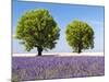 Two Trees in a Lavender Field, Provence, France-Nadia Isakova-Mounted Photographic Print