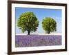 Two Trees in a Lavender Field, Provence, France-Nadia Isakova-Framed Photographic Print