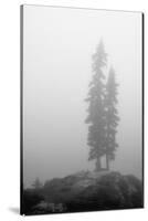 Two Trees on Mount Washington-Shane Settle-Stretched Canvas