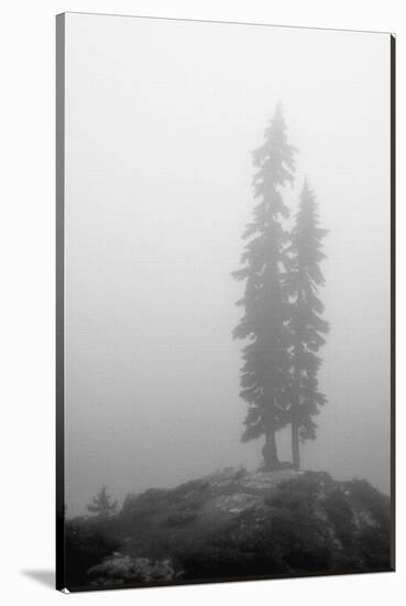 Two Trees on Mount Washington-Shane Settle-Stretched Canvas