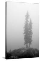 Two Trees on Mount Washington-Shane Settle-Stretched Canvas