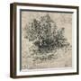 'Two Trees on the Bank of a Stream', c1480 (1945)-Leonardo Da Vinci-Framed Giclee Print