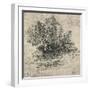 'Two Trees on the Bank of a Stream', c1480 (1945)-Leonardo Da Vinci-Framed Giclee Print