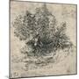 'Two Trees on the Bank of a Stream', c1480 (1945)-Leonardo Da Vinci-Mounted Giclee Print