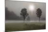 Two Trees & Sunburst, Logan, Ohio ‘10-Monte Nagler-Mounted Photographic Print