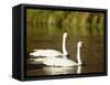 Two Trumpeter Swans, Yellowstone National Park, WY-Elizabeth DeLaney-Framed Stretched Canvas