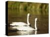 Two Trumpeter Swans, Yellowstone National Park, WY-Elizabeth DeLaney-Stretched Canvas