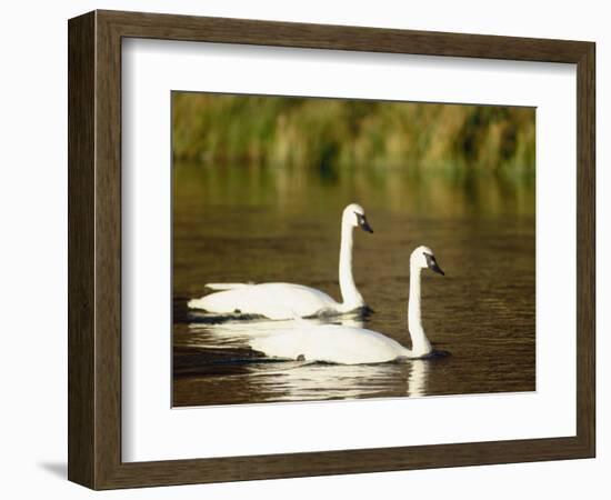 Two Trumpeter Swans, Yellowstone National Park, WY-Elizabeth DeLaney-Framed Photographic Print
