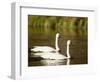 Two Trumpeter Swans, Yellowstone National Park, WY-Elizabeth DeLaney-Framed Photographic Print