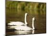 Two Trumpeter Swans, Yellowstone National Park, WY-Elizabeth DeLaney-Mounted Photographic Print