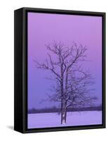 Two Trunked Tree at Sunrise, Chippewa County, Michigan, USA-Claudia Adams-Framed Stretched Canvas