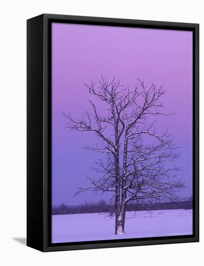 Two Trunked Tree at Sunrise, Chippewa County, Michigan, USA-Claudia Adams-Framed Stretched Canvas