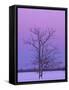 Two Trunked Tree at Sunrise, Chippewa County, Michigan, USA-Claudia Adams-Framed Stretched Canvas