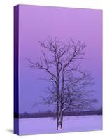 Two Trunked Tree at Sunrise, Chippewa County, Michigan, USA-Claudia Adams-Stretched Canvas