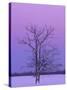 Two Trunked Tree at Sunrise, Chippewa County, Michigan, USA-Claudia Adams-Stretched Canvas