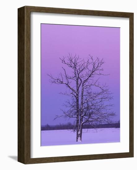 Two Trunked Tree at Sunrise, Chippewa County, Michigan, USA-Claudia Adams-Framed Photographic Print