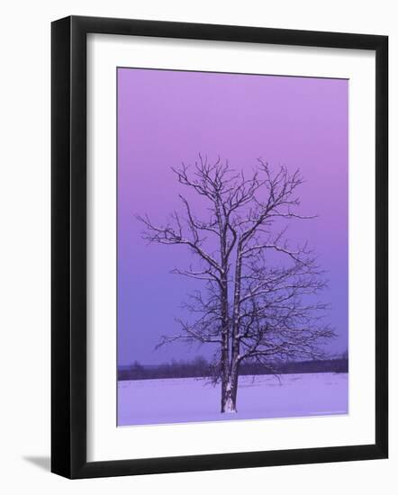 Two Trunked Tree at Sunrise, Chippewa County, Michigan, USA-Claudia Adams-Framed Photographic Print