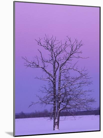 Two Trunked Tree at Sunrise, Chippewa County, Michigan, USA-Claudia Adams-Mounted Photographic Print