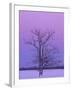 Two Trunked Tree at Sunrise, Chippewa County, Michigan, USA-Claudia Adams-Framed Photographic Print