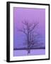 Two Trunked Tree at Sunrise, Chippewa County, Michigan, USA-Claudia Adams-Framed Photographic Print