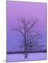 Two Trunked Tree at Sunrise, Chippewa County, Michigan, USA-Claudia Adams-Mounted Photographic Print