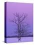 Two Trunked Tree at Sunrise, Chippewa County, Michigan, USA-Claudia Adams-Stretched Canvas