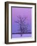 Two Trunked Tree at Sunrise, Chippewa County, Michigan, USA-Claudia Adams-Framed Photographic Print