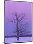 Two Trunked Tree at Sunrise, Chippewa County, Michigan, USA-Claudia Adams-Mounted Photographic Print