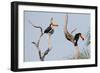 Two Tucans in a Tree-Howard Ruby-Framed Photographic Print