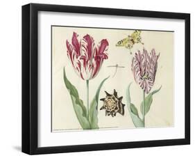 Two Tulips, a Shell, a Butterfly and a Dragonfly, c. 1637-1645-Jacob Marrel-Framed Art Print