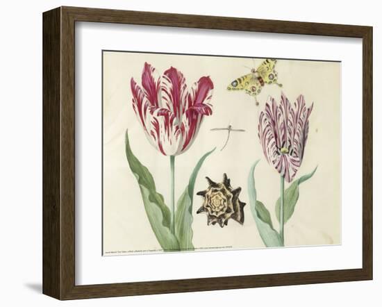 Two Tulips, a Shell, a Butterfly and a Dragonfly, c. 1637-1645-Jacob Marrel-Framed Art Print