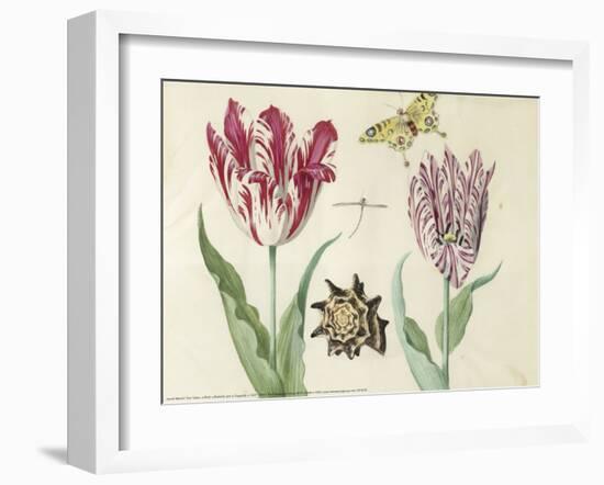 Two Tulips, a Shell, a Butterfly and a Dragonfly, c. 1637-1645-Jacob Marrel-Framed Art Print