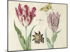 Two Tulips, a Shell, a Butterfly and a Dragonfly, c. 1637-1645-Jacob Marrel-Mounted Art Print