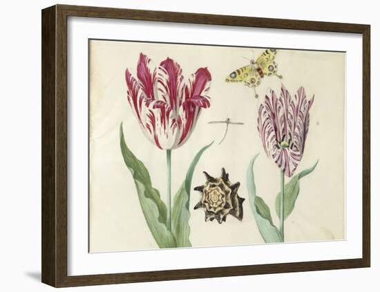 Two Tulips, a Shell, a Butterfly and a Dragonfly, c. 1637-1645-Jacob Marrel-Framed Art Print