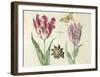 Two Tulips, a Shell, a Butterfly and a Dragonfly, c. 1637-1645-Jacob Marrel-Framed Art Print