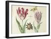 Two Tulips, a Shell, a Butterfly and a Dragonfly, c. 1637-1645-Jacob Marrel-Framed Art Print