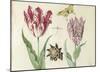 Two Tulips, a Shell, a Butterfly and a Dragonfly, c. 1637-1645-Jacob Marrel-Mounted Art Print