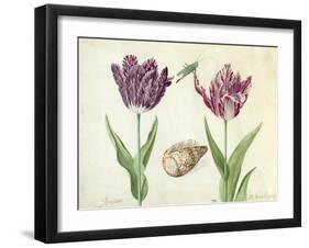 Two Tulips, a shell and a grasshopper, 1637-45-Jacob Marrel-Framed Giclee Print